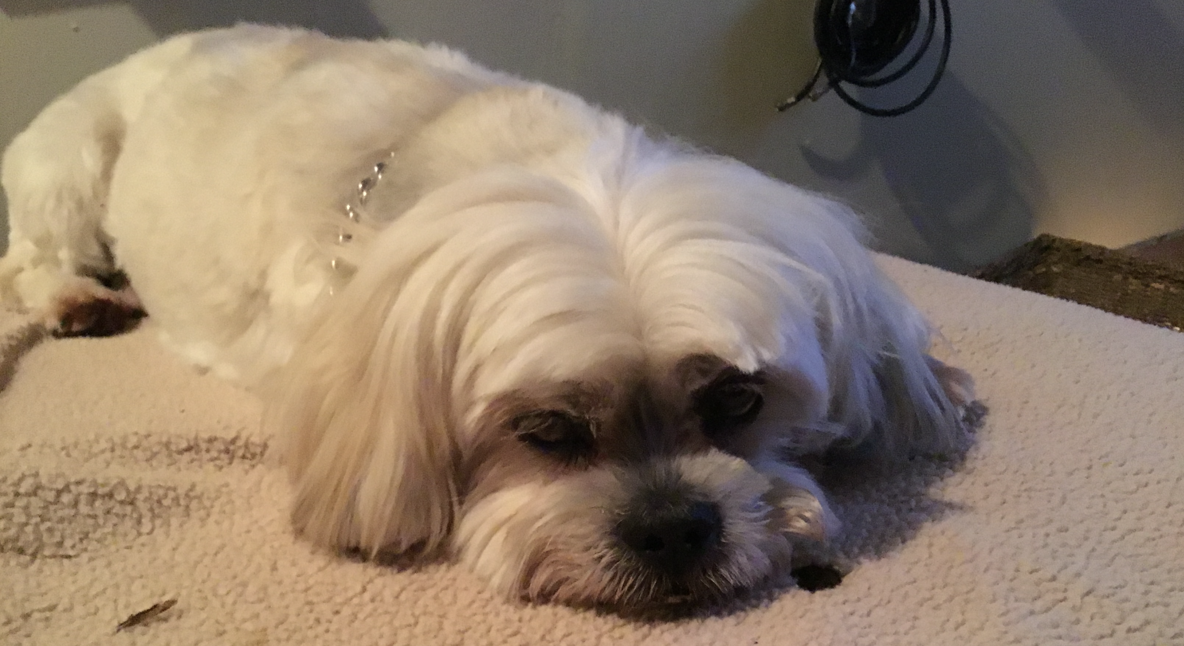 bennie the dog