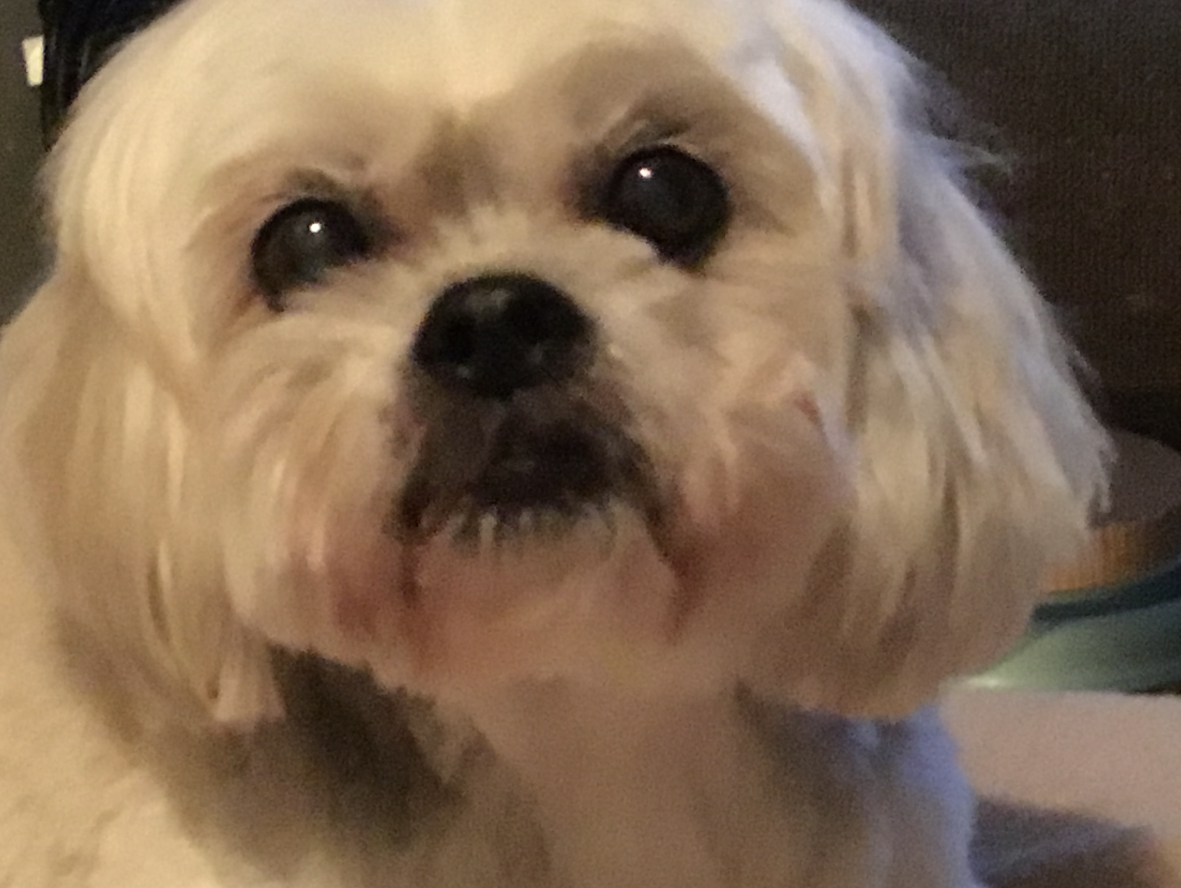 bennie the dog